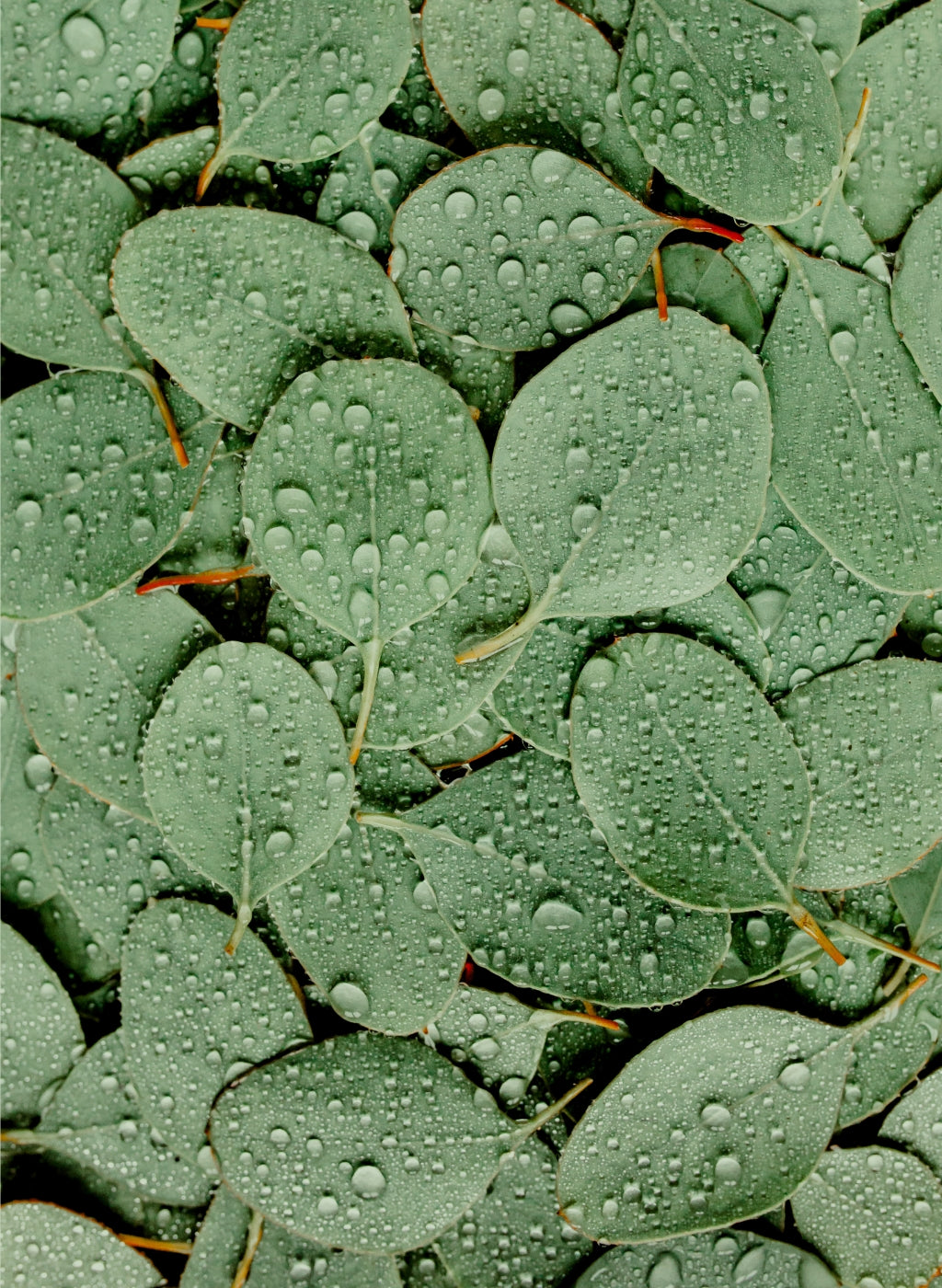 Sustainability leaves banner mobile