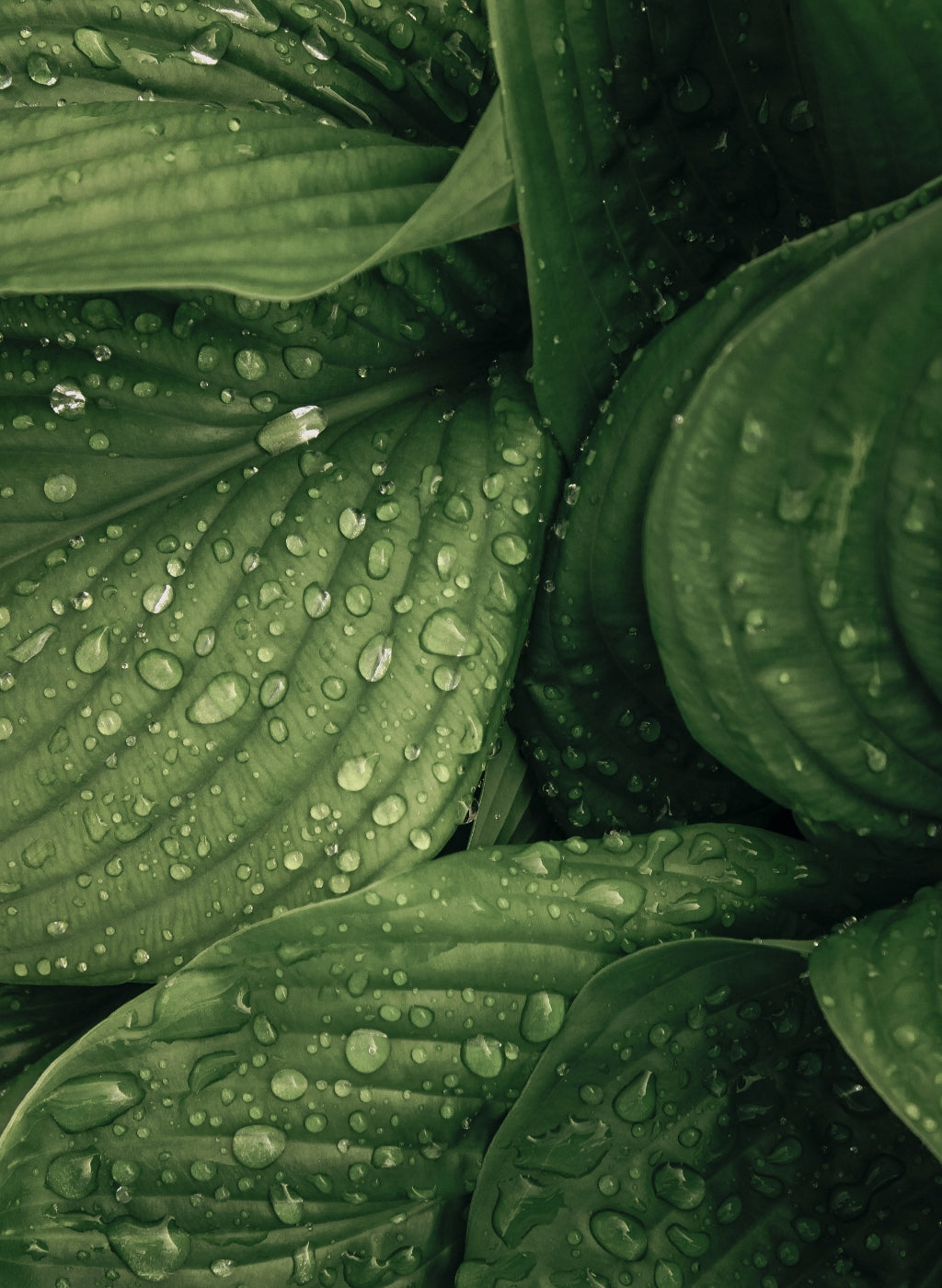 Sustainability leaves with water header mobile