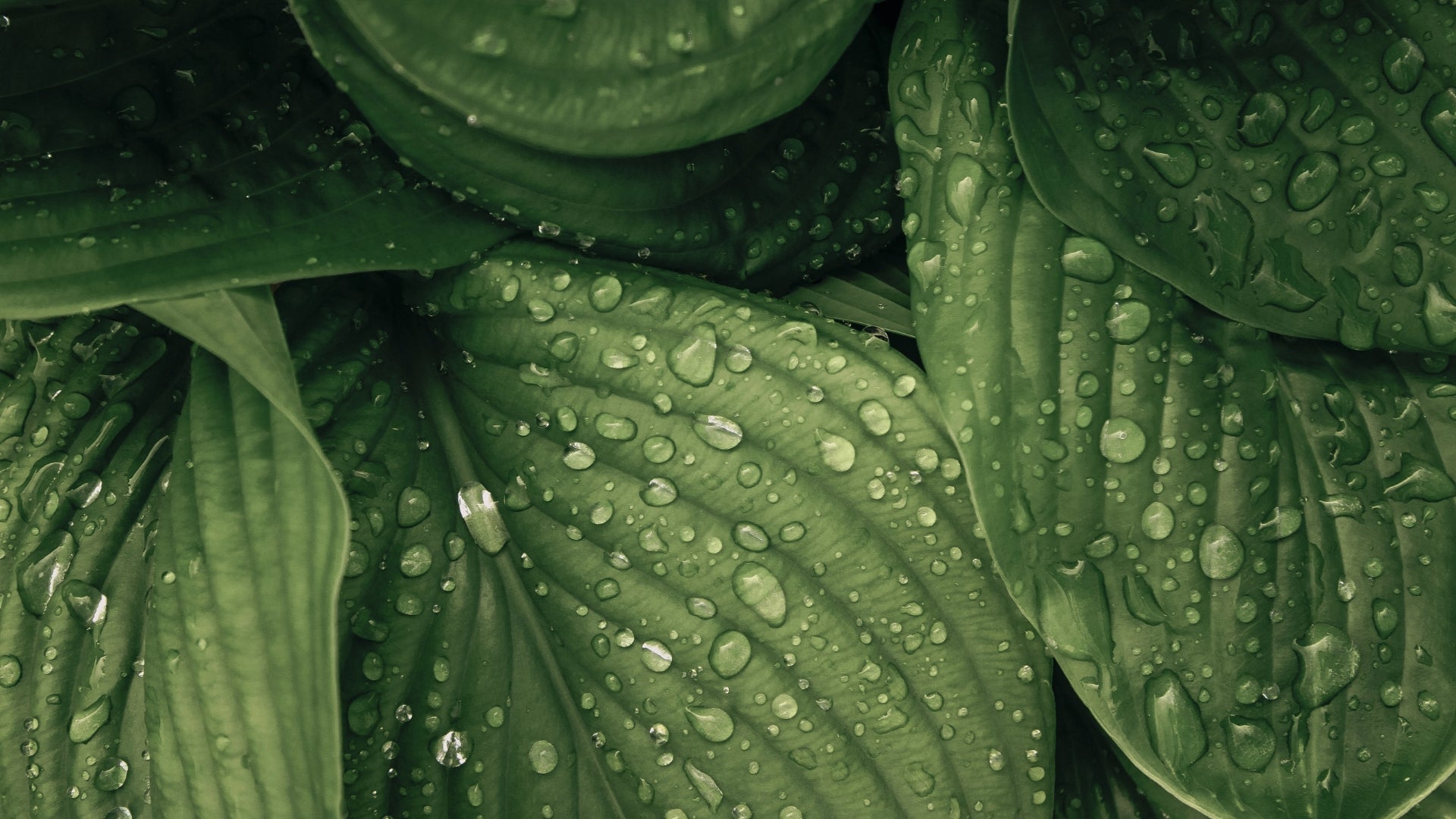 Sustainability leaves with water header desktop